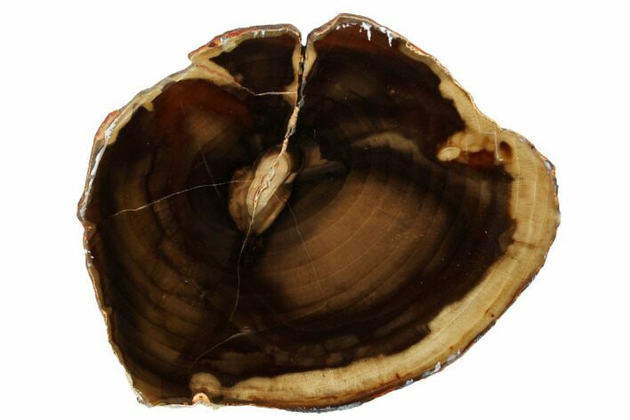 Polished Petrified Wood Round - McDermitt, Oregon #184928